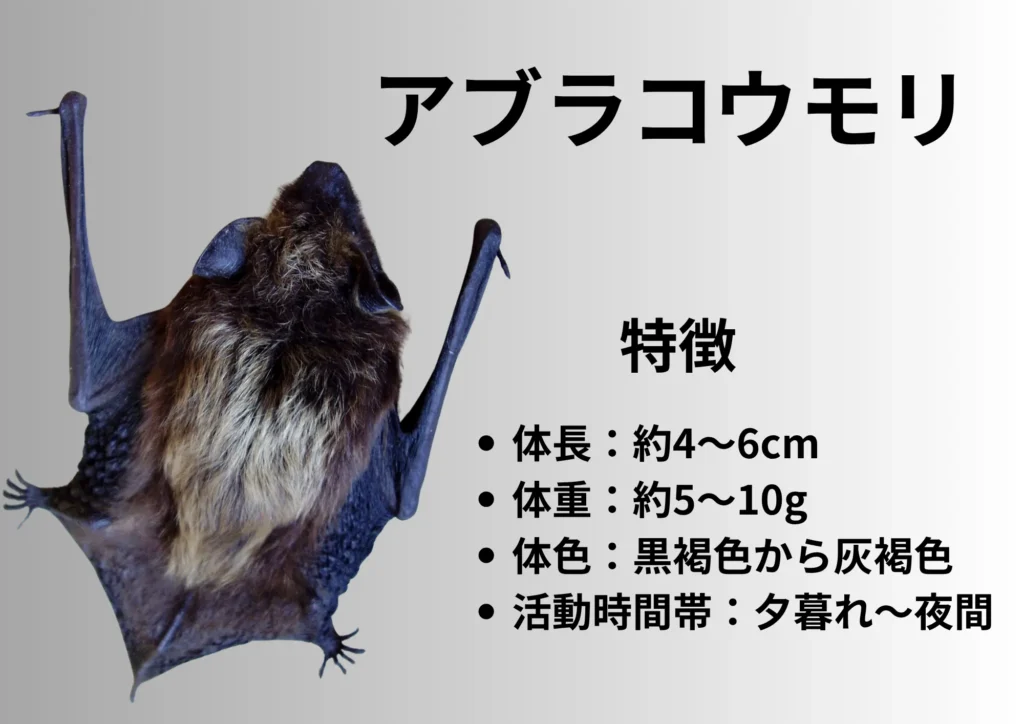 アブラコウモリ