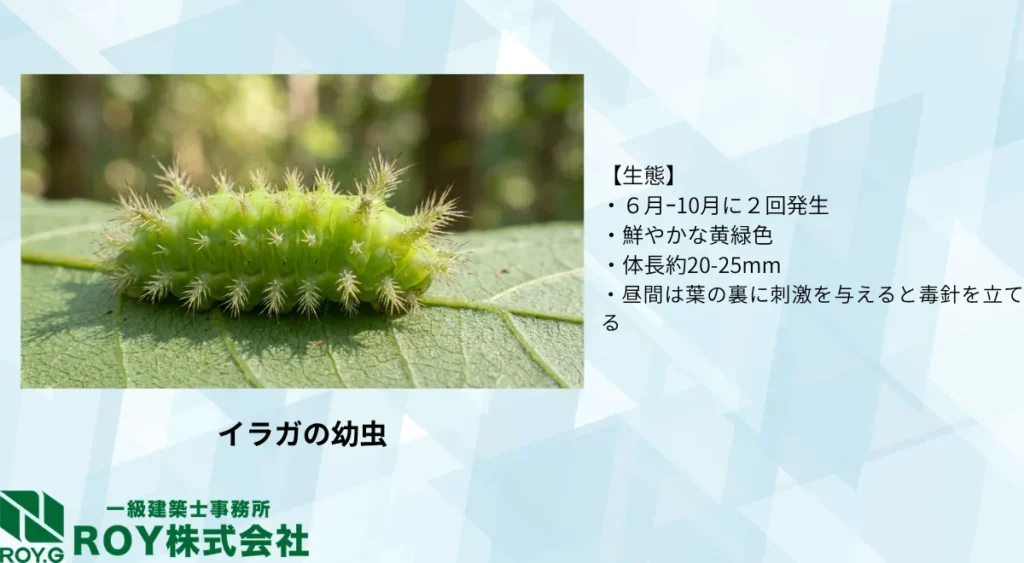 毛虫の種類/イラガ