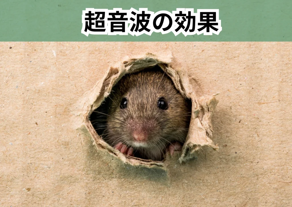 超音波の効果