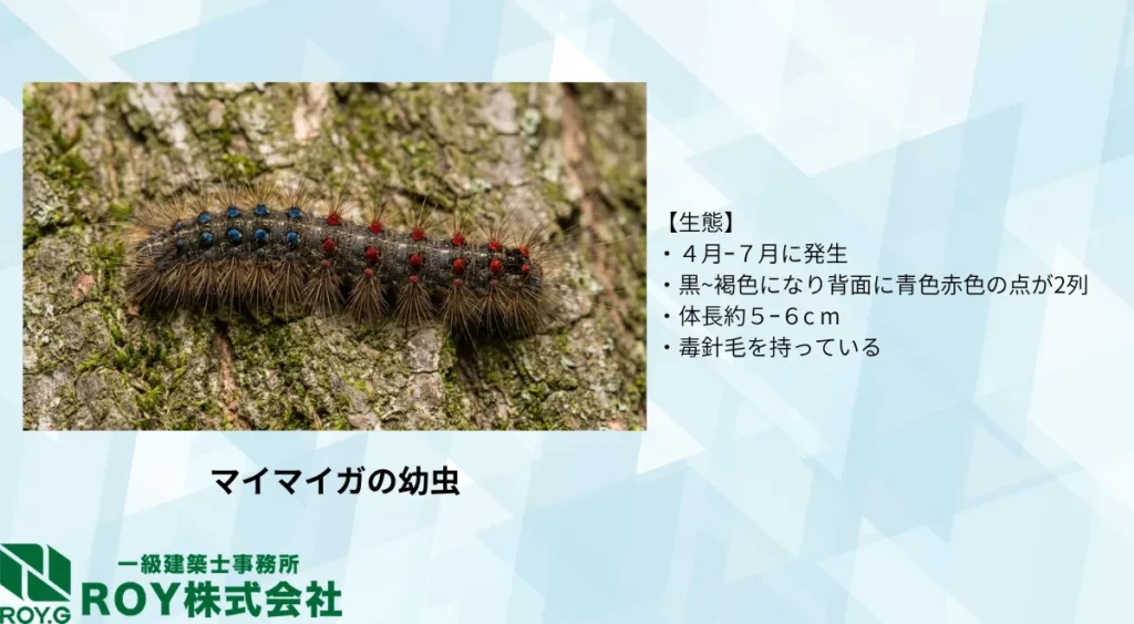 毛虫の種類/マイマイガ