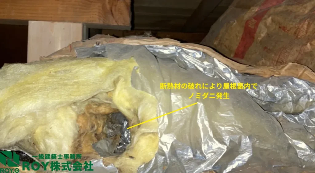 夏の害獣被害・ノミダニ被害・屋根裏被害