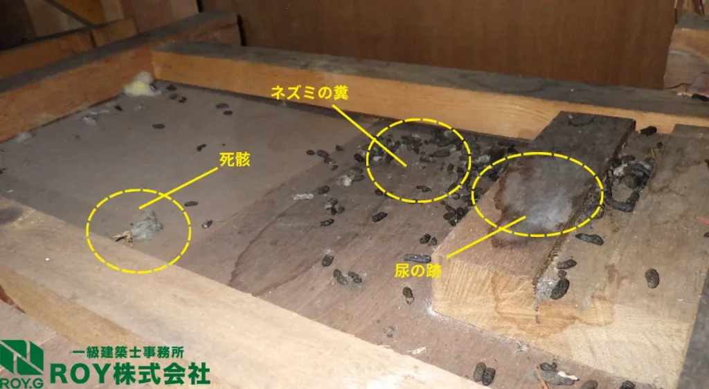 夏の害獣被害・フン尿被害・屋根裏被害・ネズミ被害