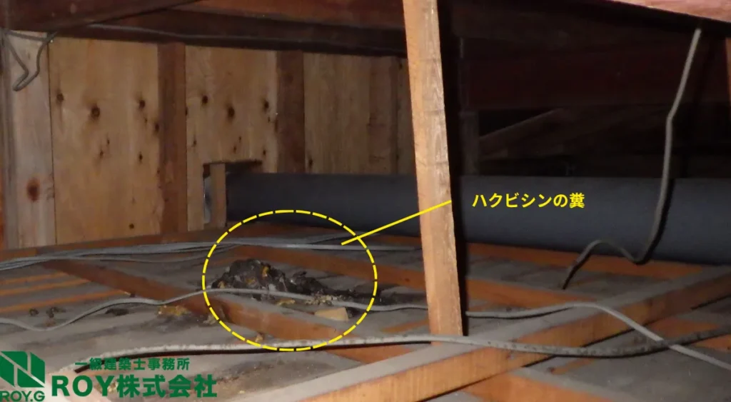 夏の害獣被害・フン尿被害・屋根裏被害・ハクビシン被害
