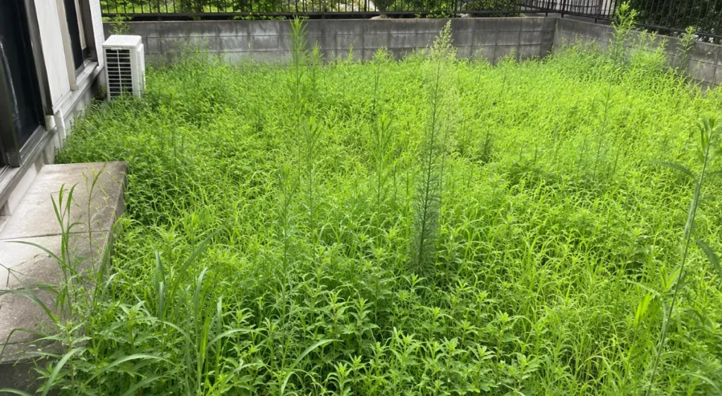 ヨコバイの発生原因・雑草・植栽環境の増加