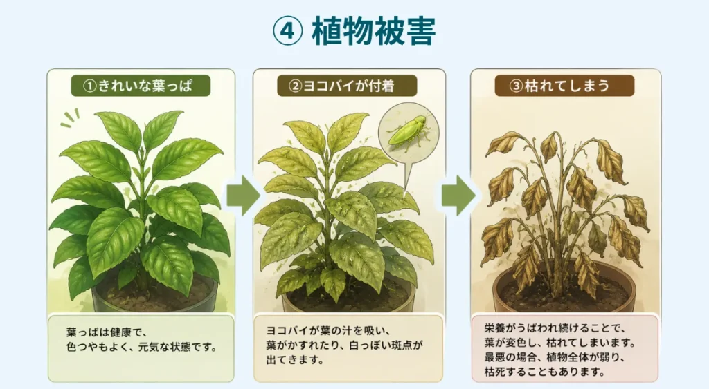 ヨコバイリスク・植物被害