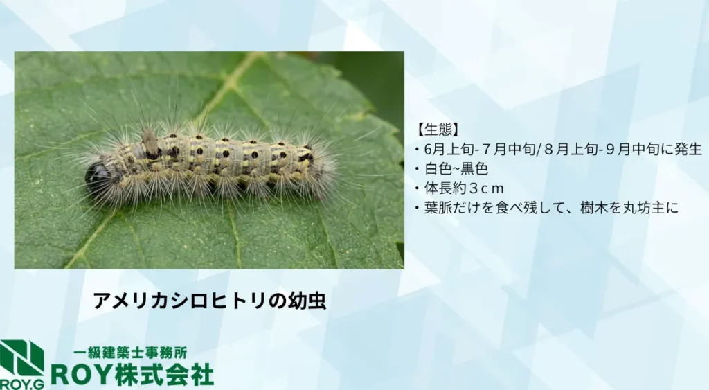 毛虫の種類/アメリカシロヒトリ