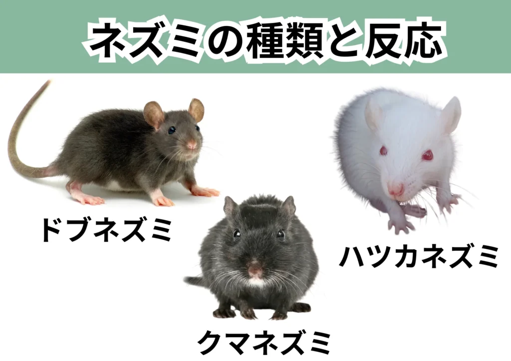 ネズミの種類と反応