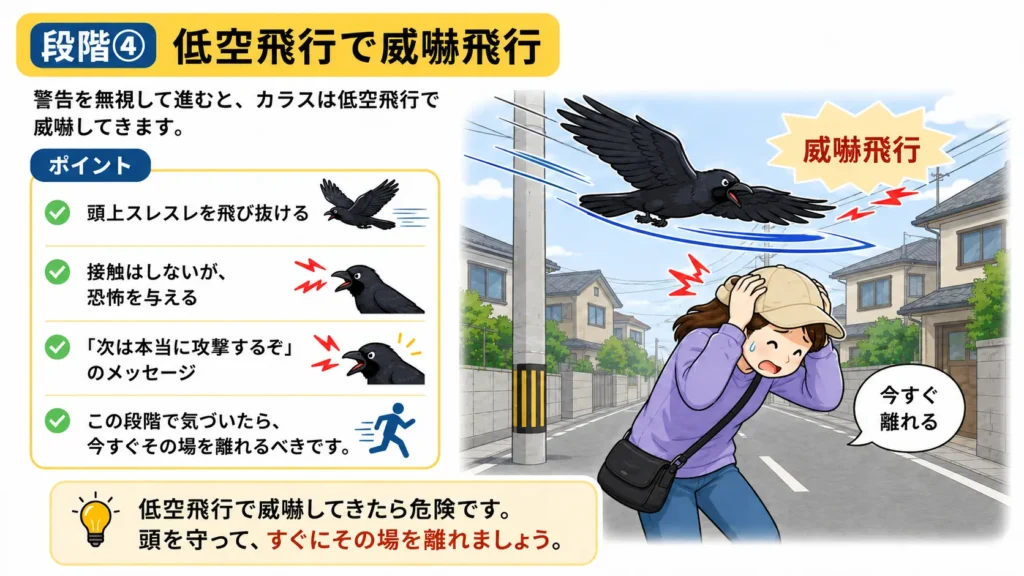 crow-summer-attack-warning-signs