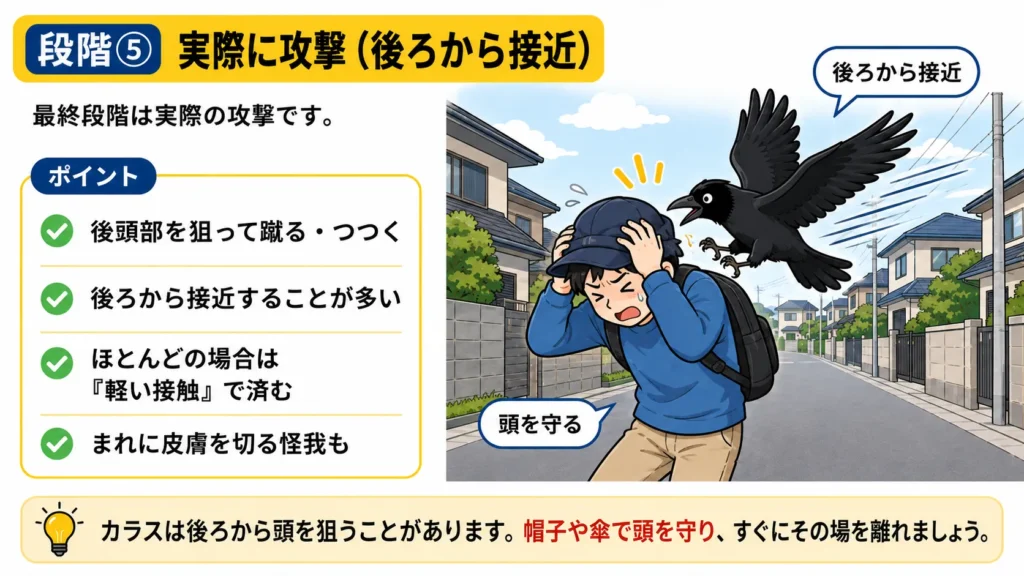 crow-summer-attack-warning-signs