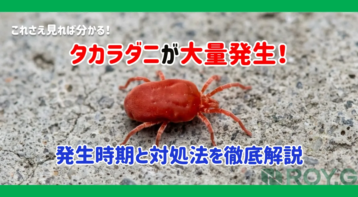 【2026年最新】タカラダニ大量発生に注意｜発生時期・対策・放置リスクを専門業者が徹底解説