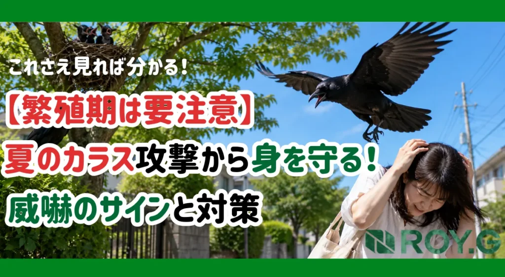 crow-summer-attack-warning-signs