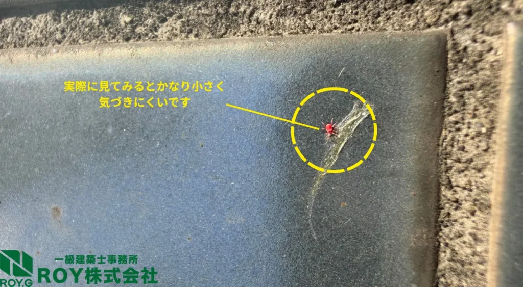 タカラダニ実際の画像