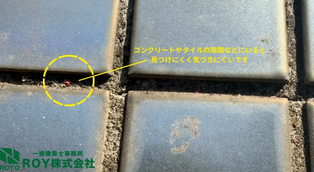 タカラダニ実際の画像