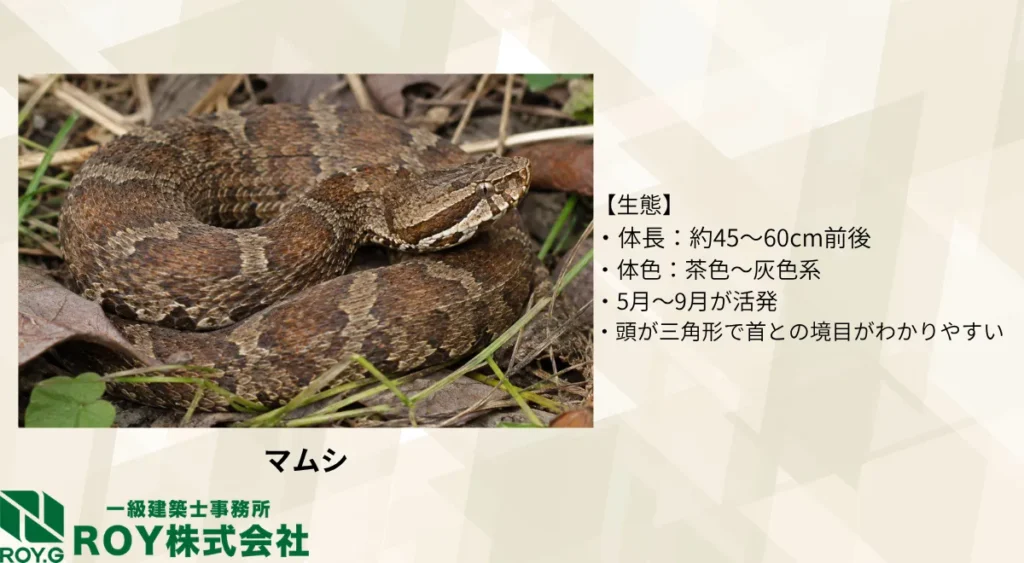 マムシの生態