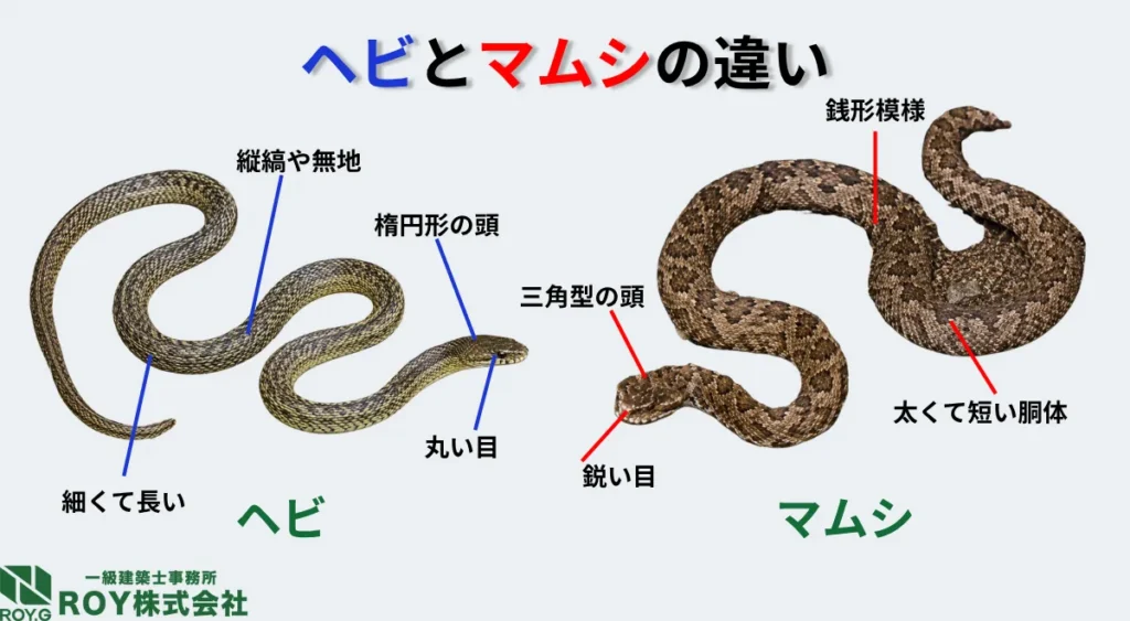 蛇とマムシの見た目の違い