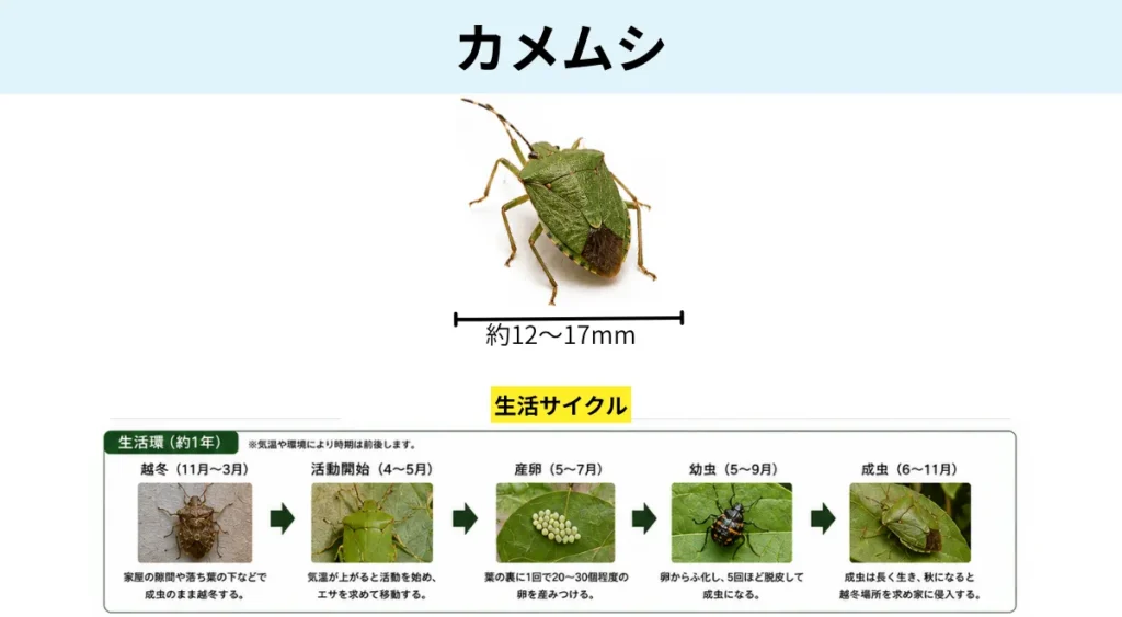 夏の害虫/カメムシ