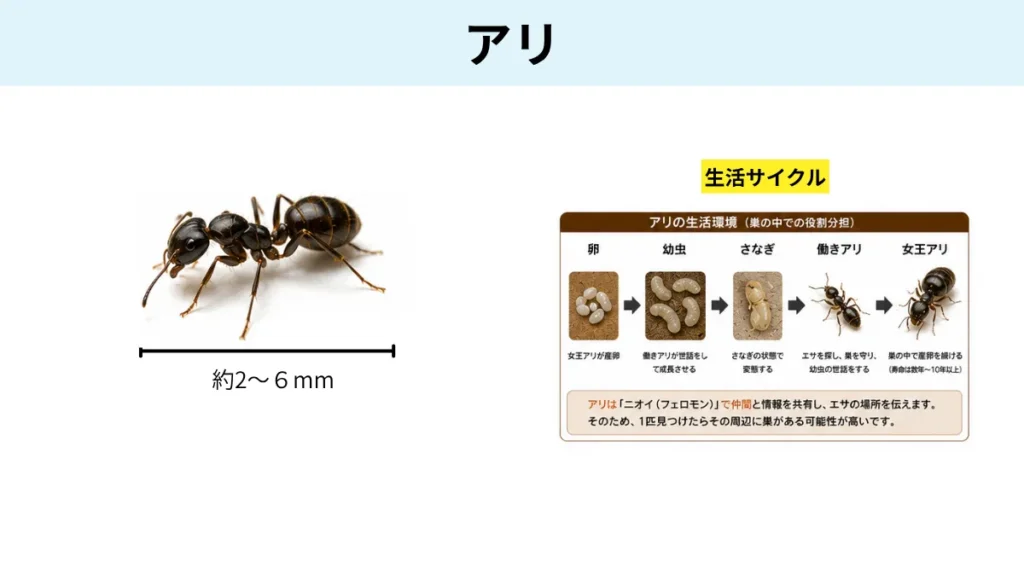 夏に害虫/アリ