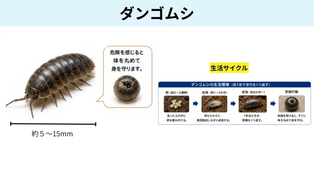 夏の害虫/ダンゴムシ