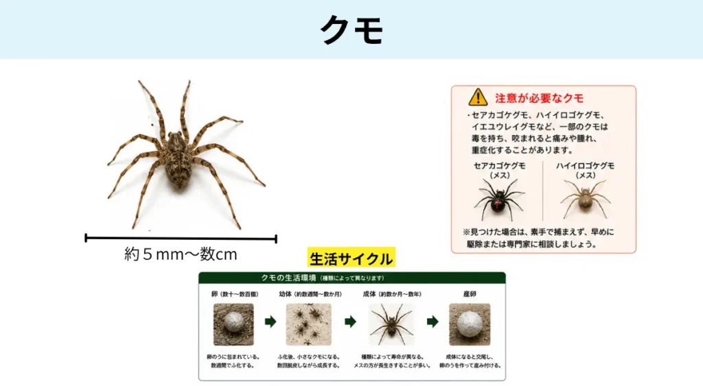 夏の害虫/クモ
