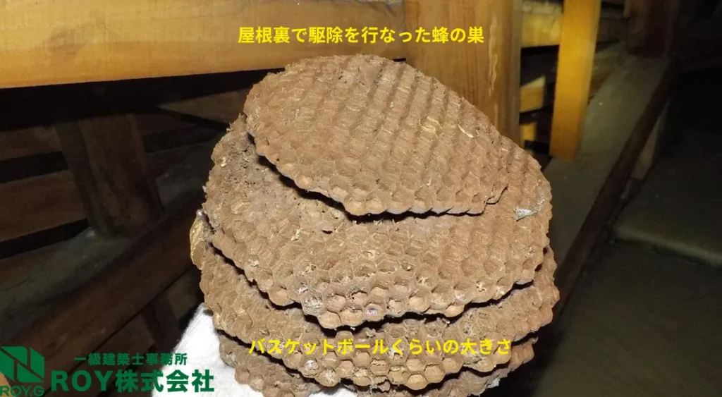 害虫による住宅被害・蜂の巣