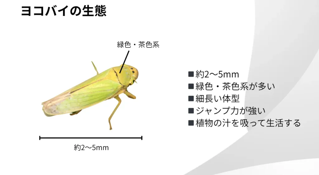 ヨコバイの生態