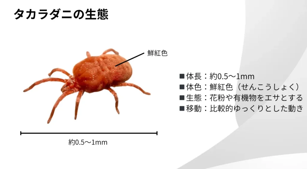 タカラダニの生態