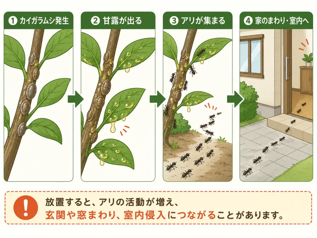 カイガラムシによる住宅被害・アリがあつまりやすくなる