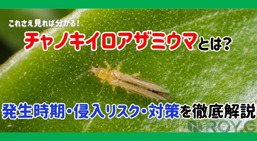 チャノキイロアザミウマとはどんな害虫？発生場所・放置リスク・家庭菜園の注意点を徹底解説