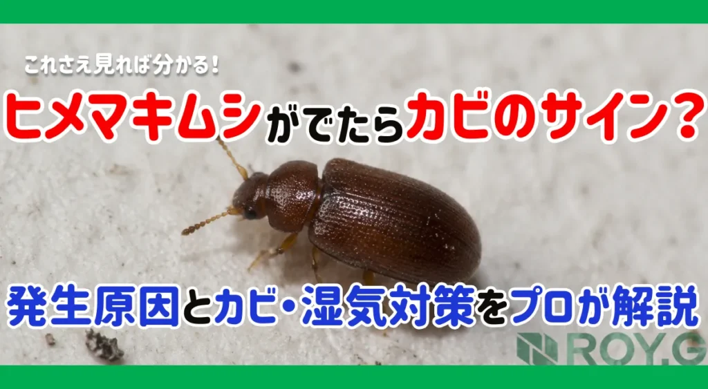 ヒメマキムシが大量発生する原因とは？梅雨時期に増える理由と駆除・予防法を解説