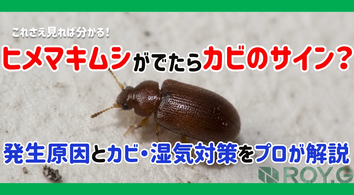 ヒメマキムシが大量発生する原因とは？梅雨時期に増える理由と駆除・予防法を解説