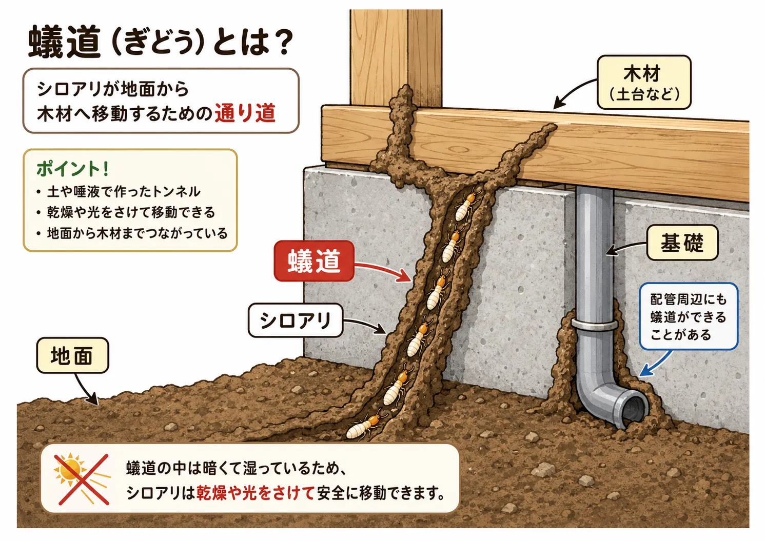 シロアリ　蟻道