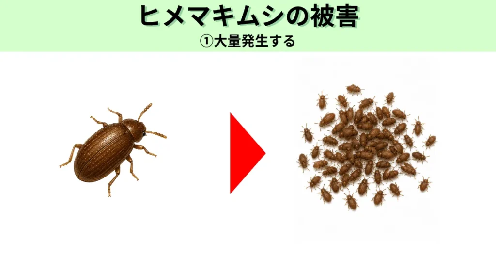 ヒメマキムシの被害・大量発生