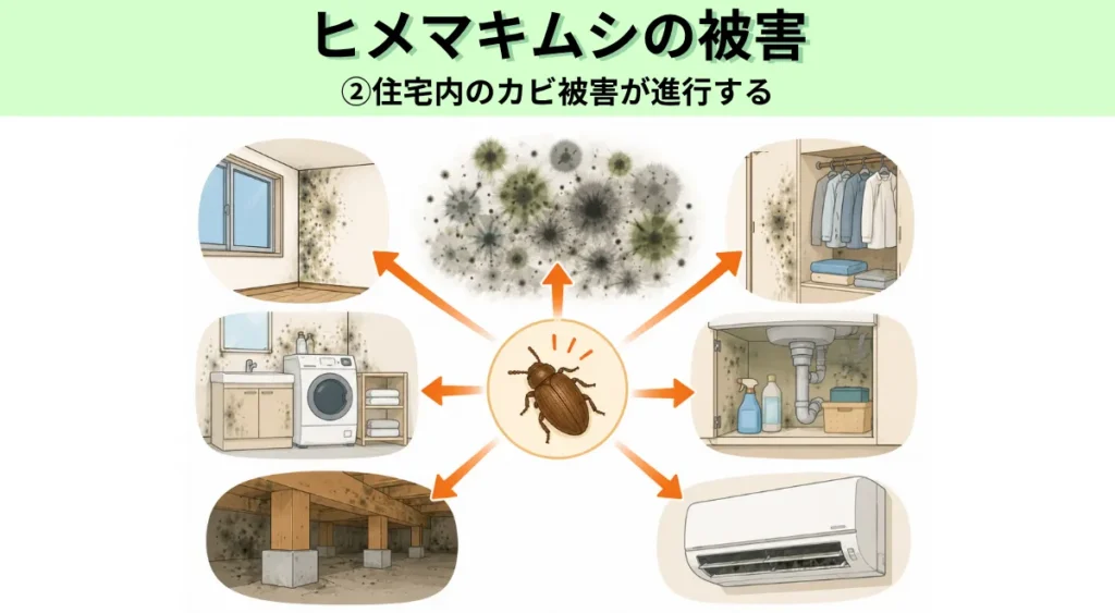 ヒメマキムシの被害・住宅内のカビ被害が進行