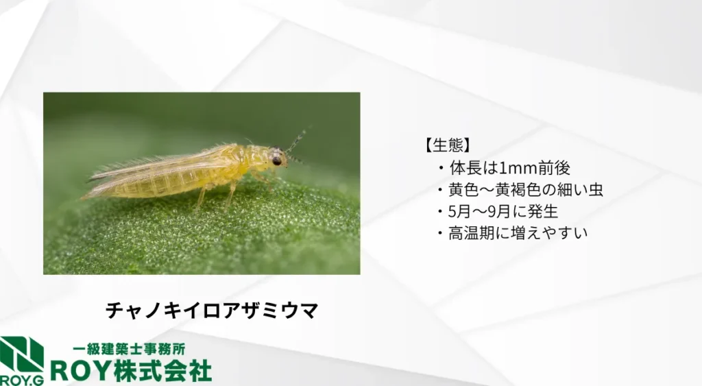 チャノキイロアザミウマの生態