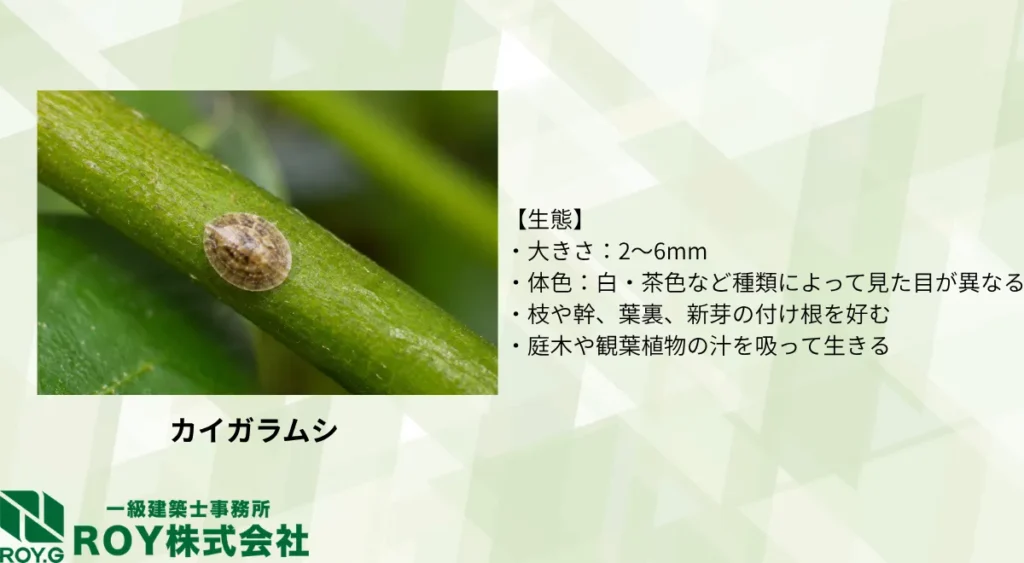 カイガラムシの生態