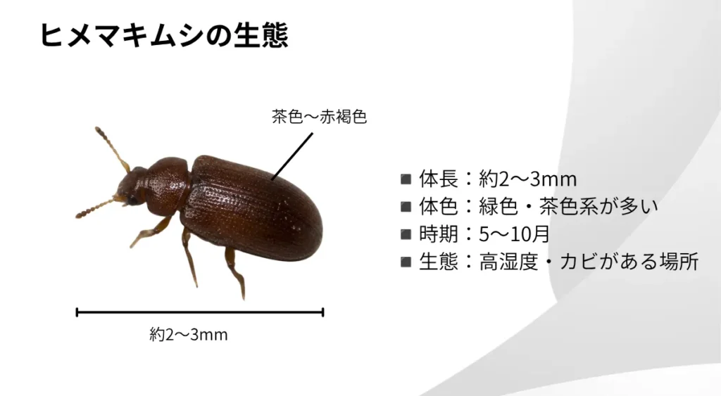 ヒメマキムシの生態