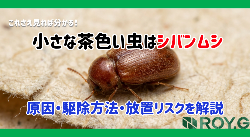 シバンムシの駆除方法|発生源の見つけ方と再発防止策を解説