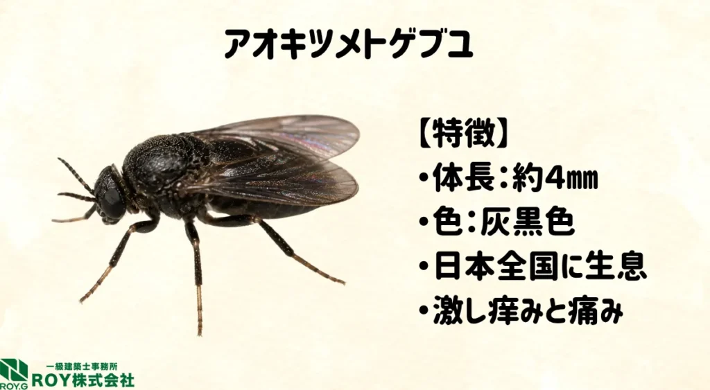 アオキツメトゲブユの特徴