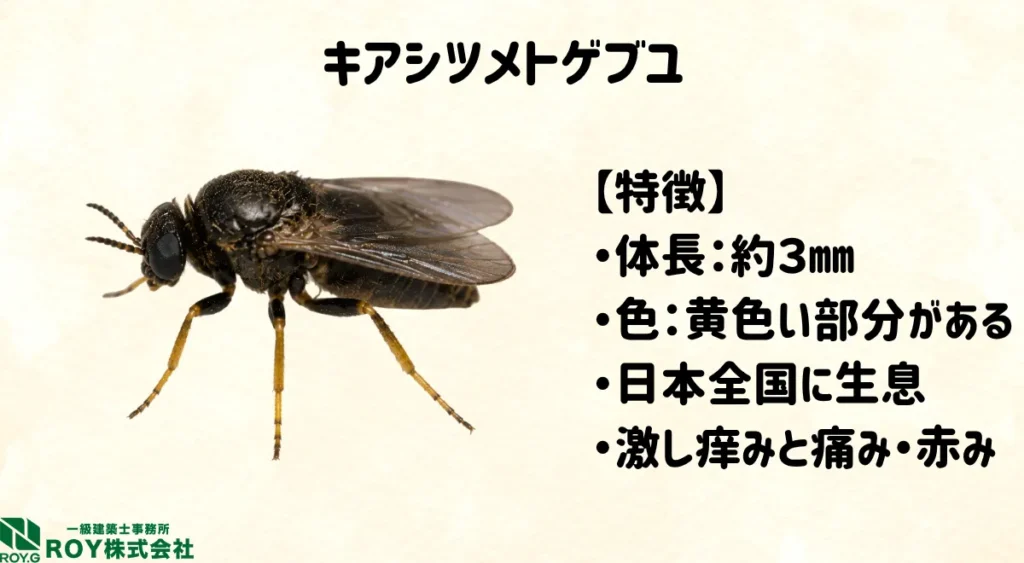 キアシツメトゲブユの特徴