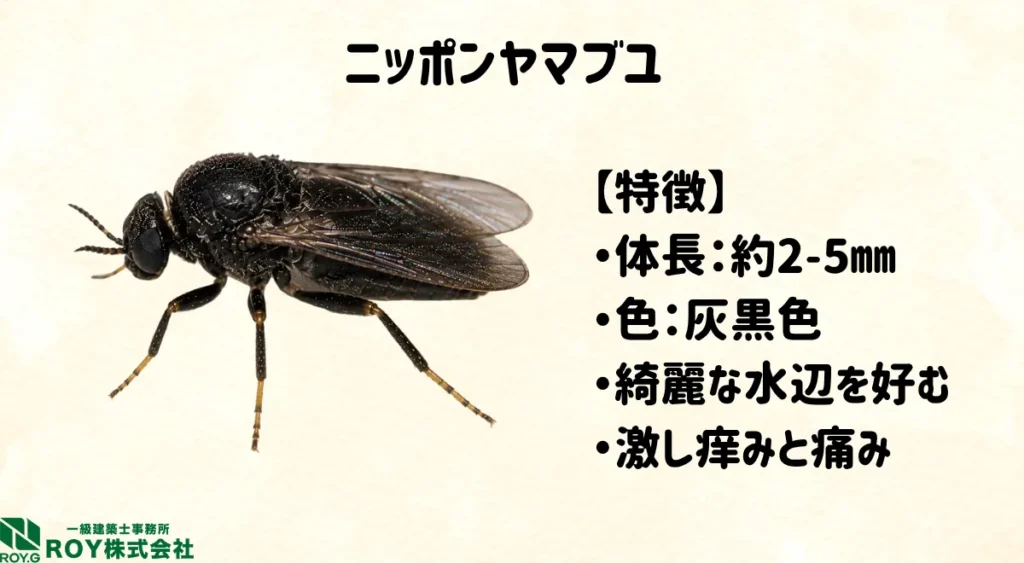 ニッポンヤマブユの特徴