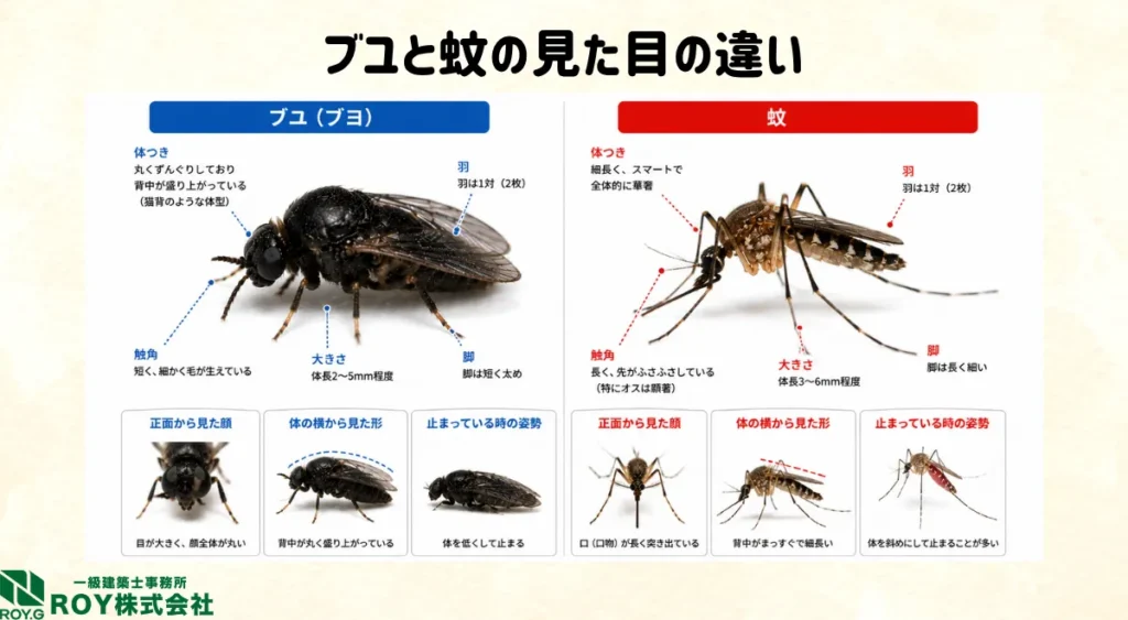 ブユと蚊の違い
