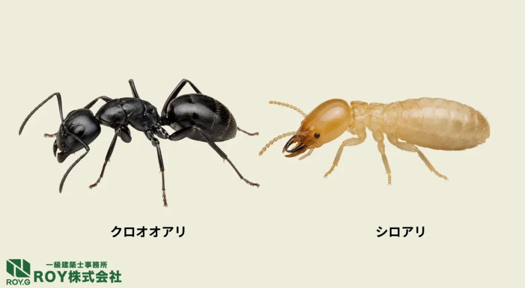 大きなアリとシロアリの違い