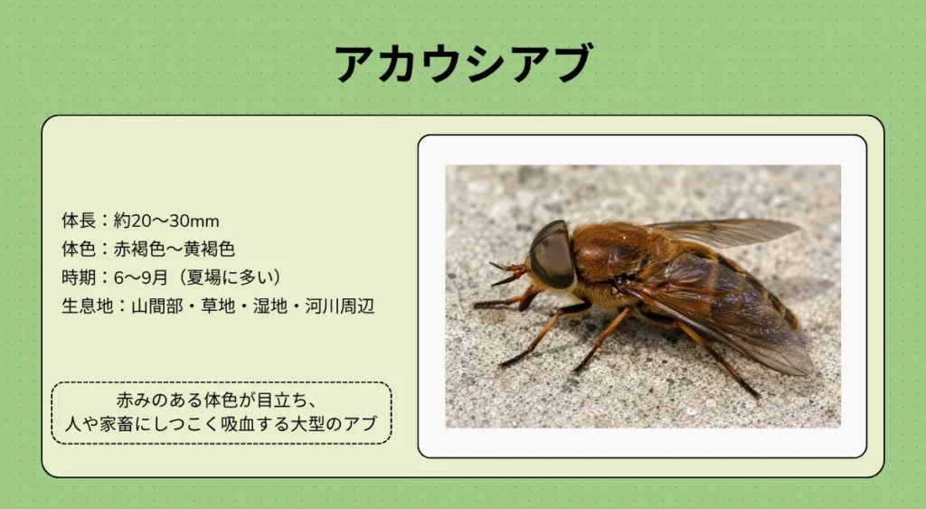 アブの種類・アカウシアブ