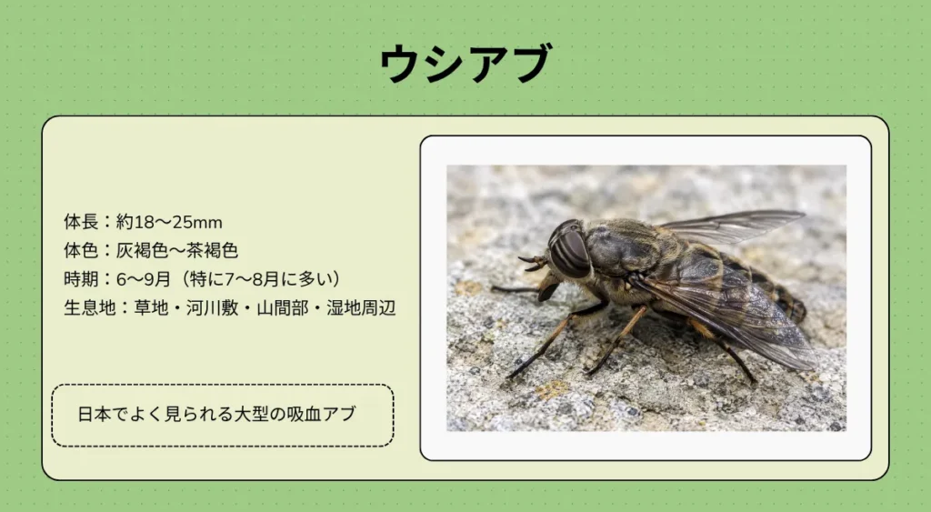 アブの種類・ウシアブ