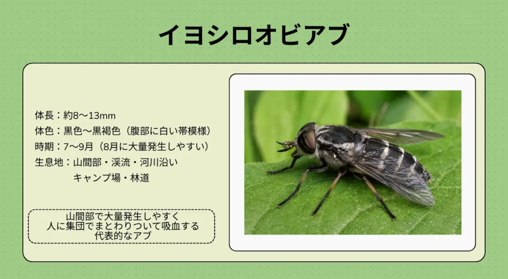 アブの種類・イヨシロオビアブ