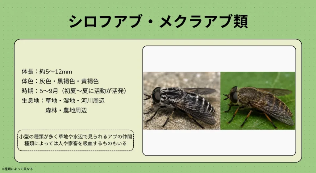 アブの種類・シロフアブ・メクラアブ