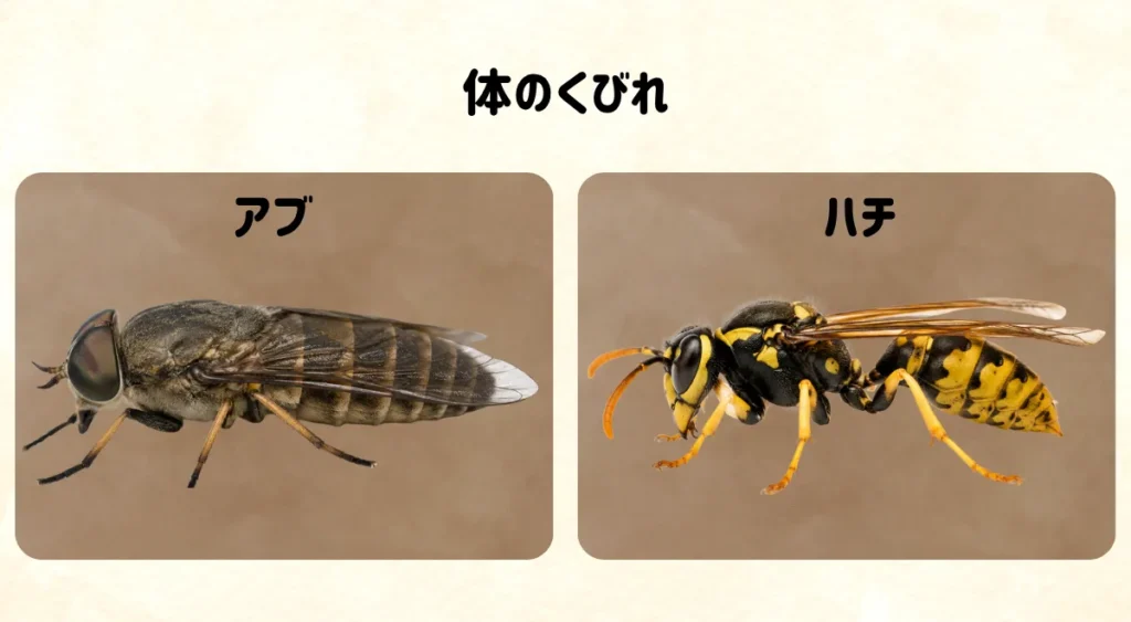 アブとハチを見分ける5つのポイント・体のくびれ