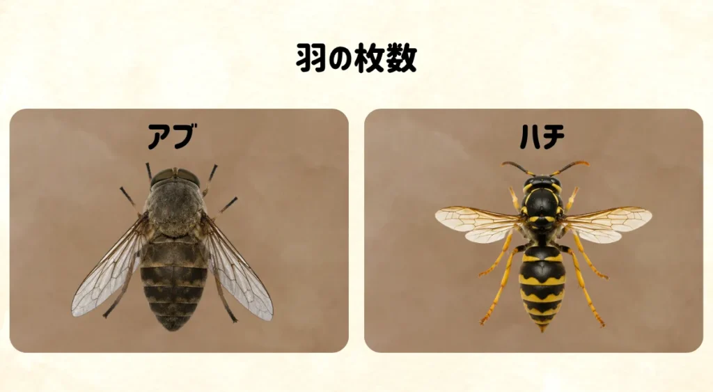 アブとハチを見分ける5つのポイント・羽の枚数