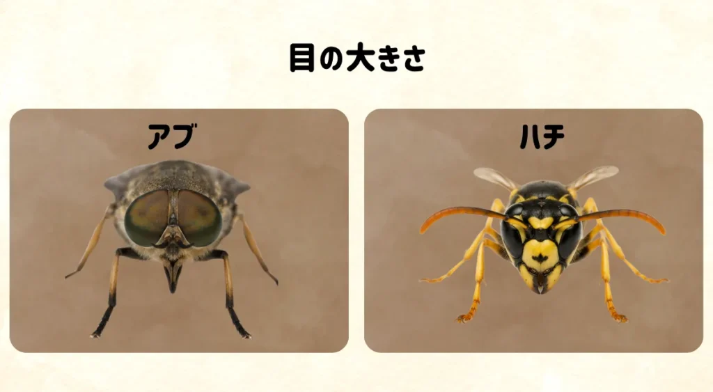 アブとハチを見分ける5つのポイント・目の大きさ
