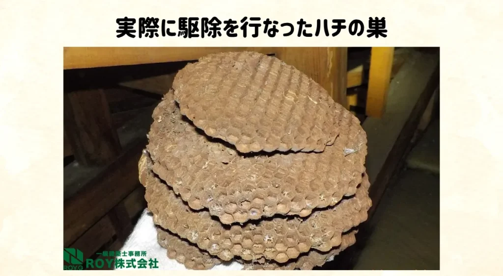 アブとハチを見分ける5つのポイント・実際に駆除した蜂の巣